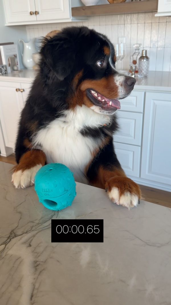 Bogey Bear the Berner Facebook ad