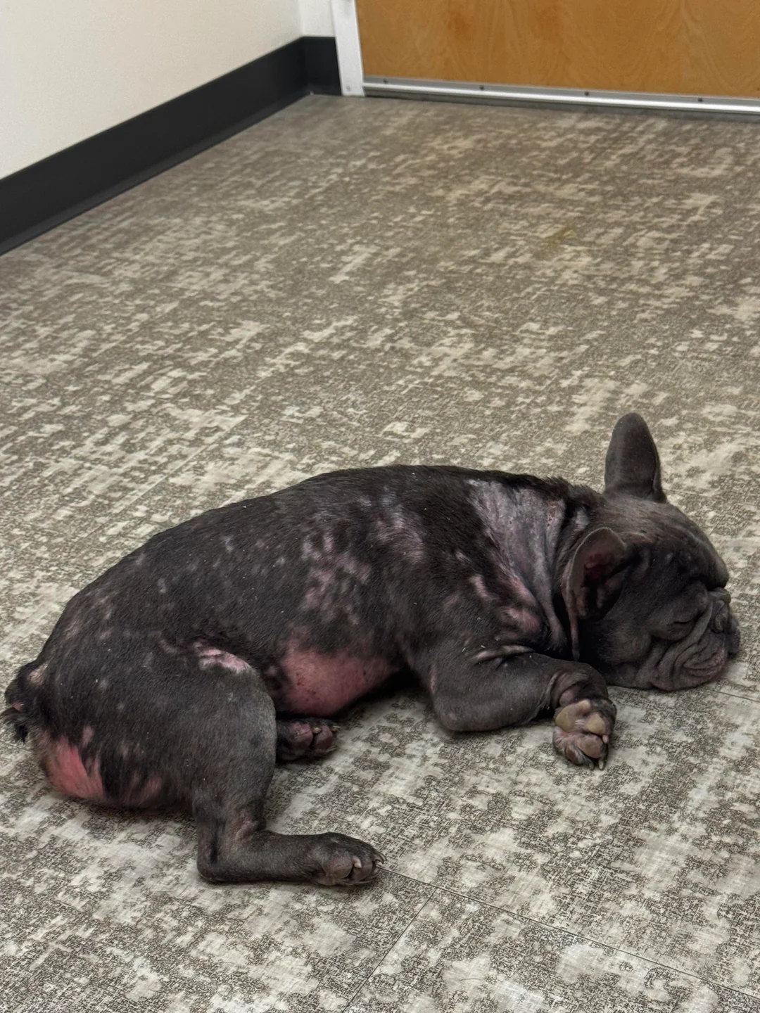 The Brachycephalic Blog Facebook ad