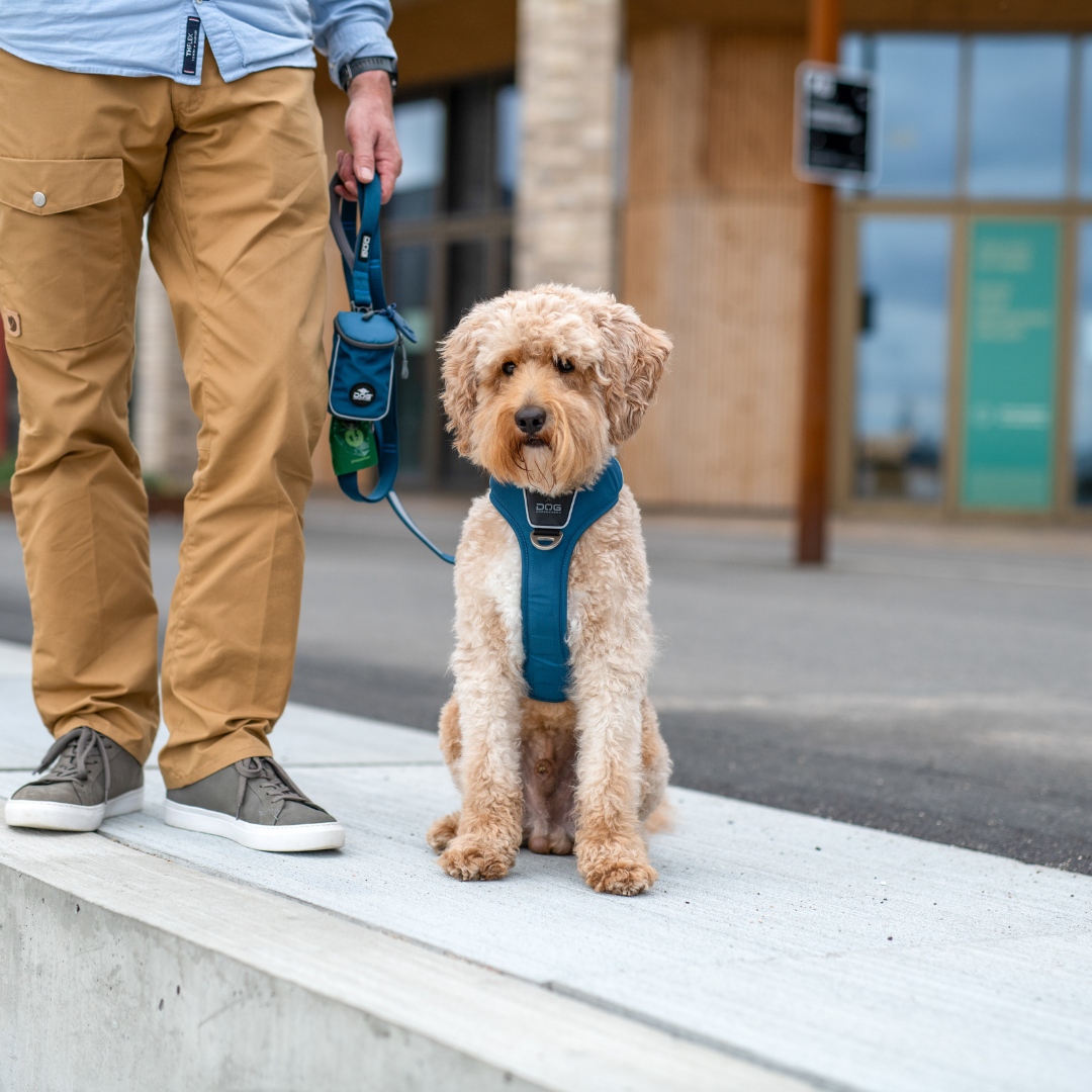 DOG Copenhagen Facebook ad