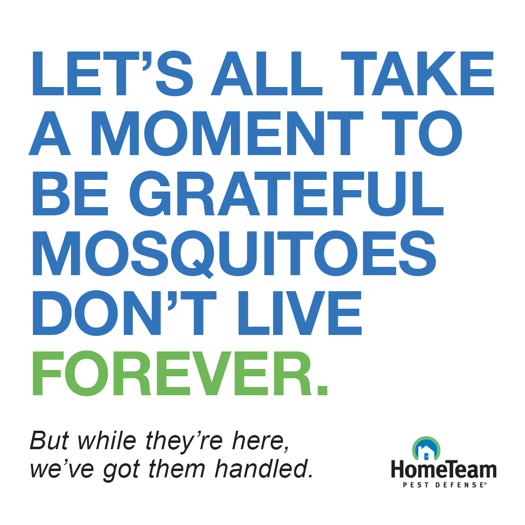 HomeTeam Pest Defense Facebook ad
