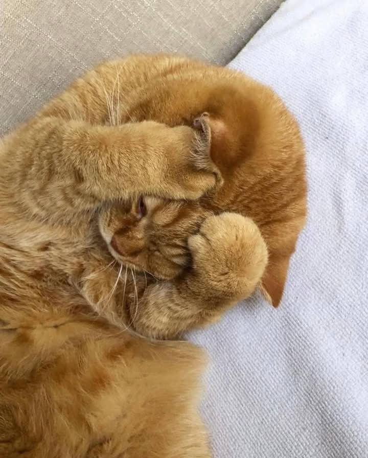 Cat Mom Living Facebook ad