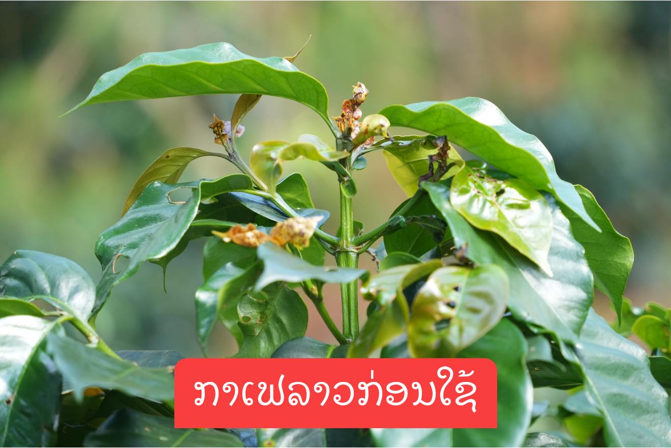 ปุ๋ยน้ำ ปุ๋ยทางใบ ธาตุอาหารเสริม ธาตุอาหารรอง ธาตุอาหารรวม แบล็คแคท Facebook ad
