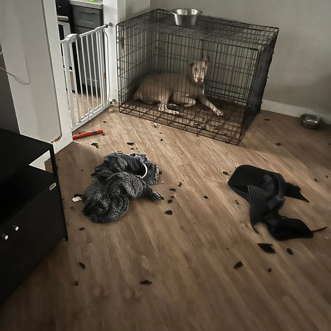 Sarah Troy Bishop Facebook ad: Read this if you have an anxious dog