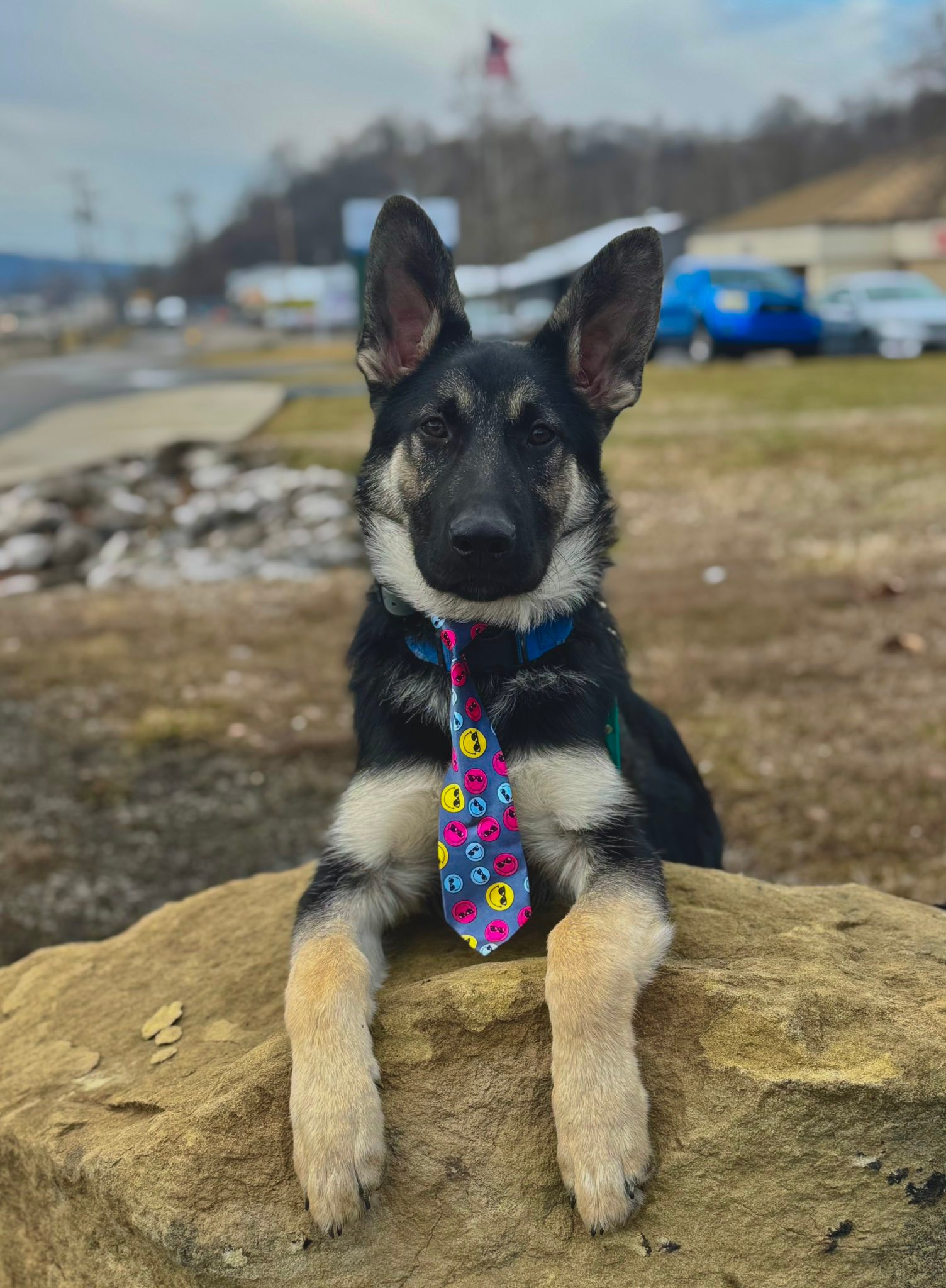 Patterson K9 Academy Facebook ad: Need Dog Training?