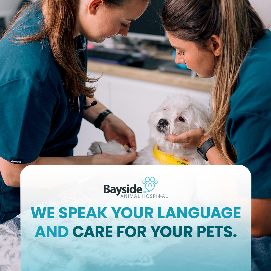 Bayside Animal Hospital Facebook ad