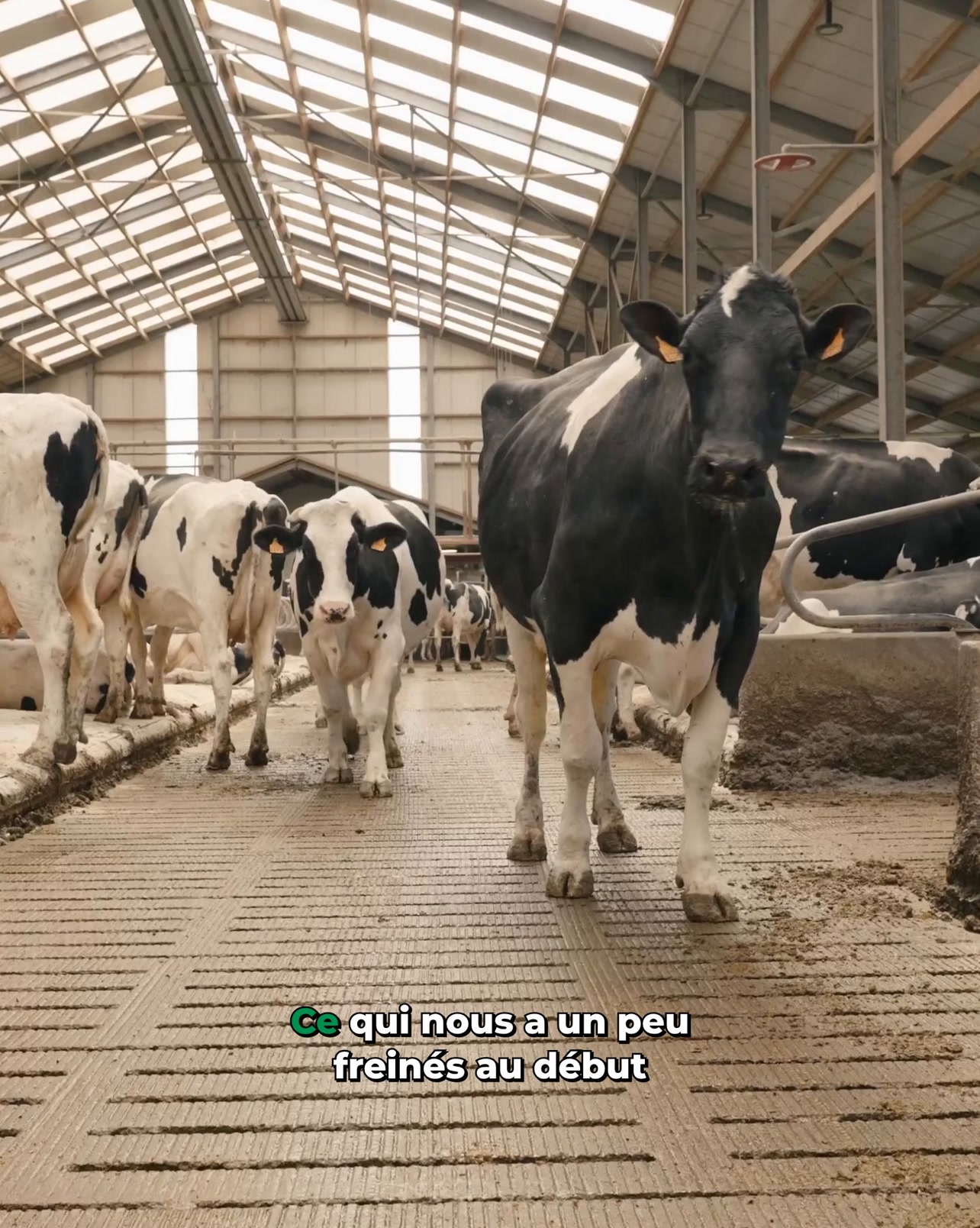 MS Schippers Facebook ad: Traitez la maladie de Mortellaro