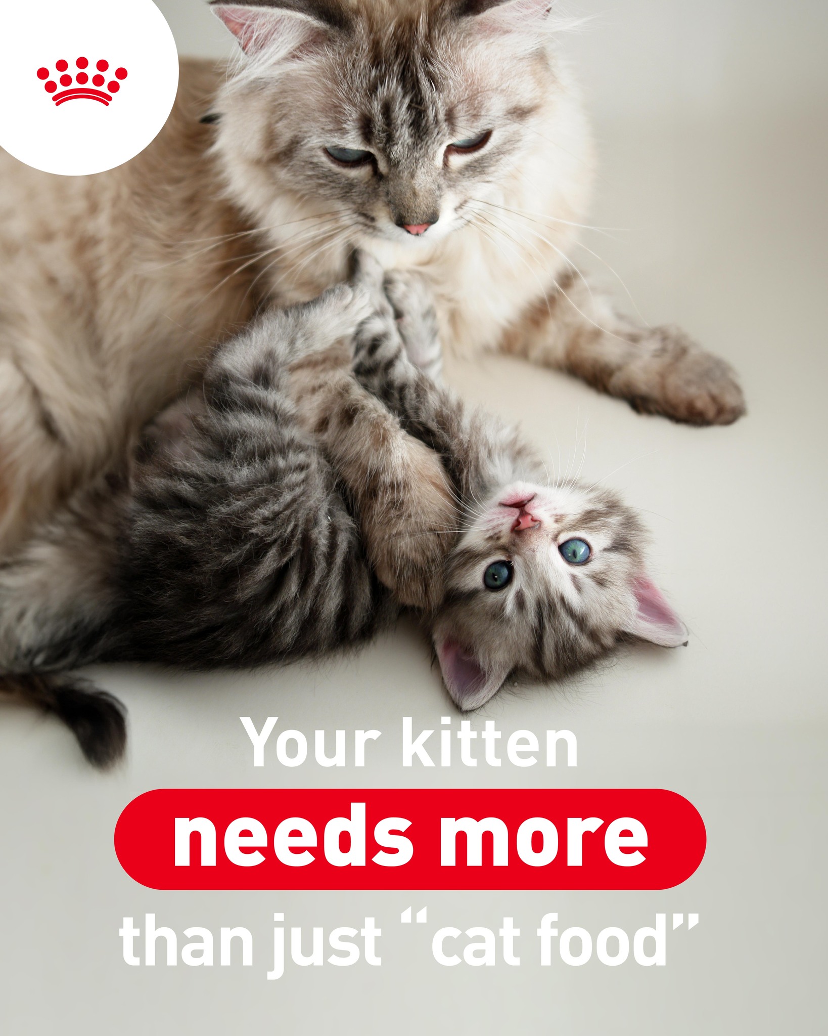Royal Canin Facebook ad: Kittens are not smaller adult cats.