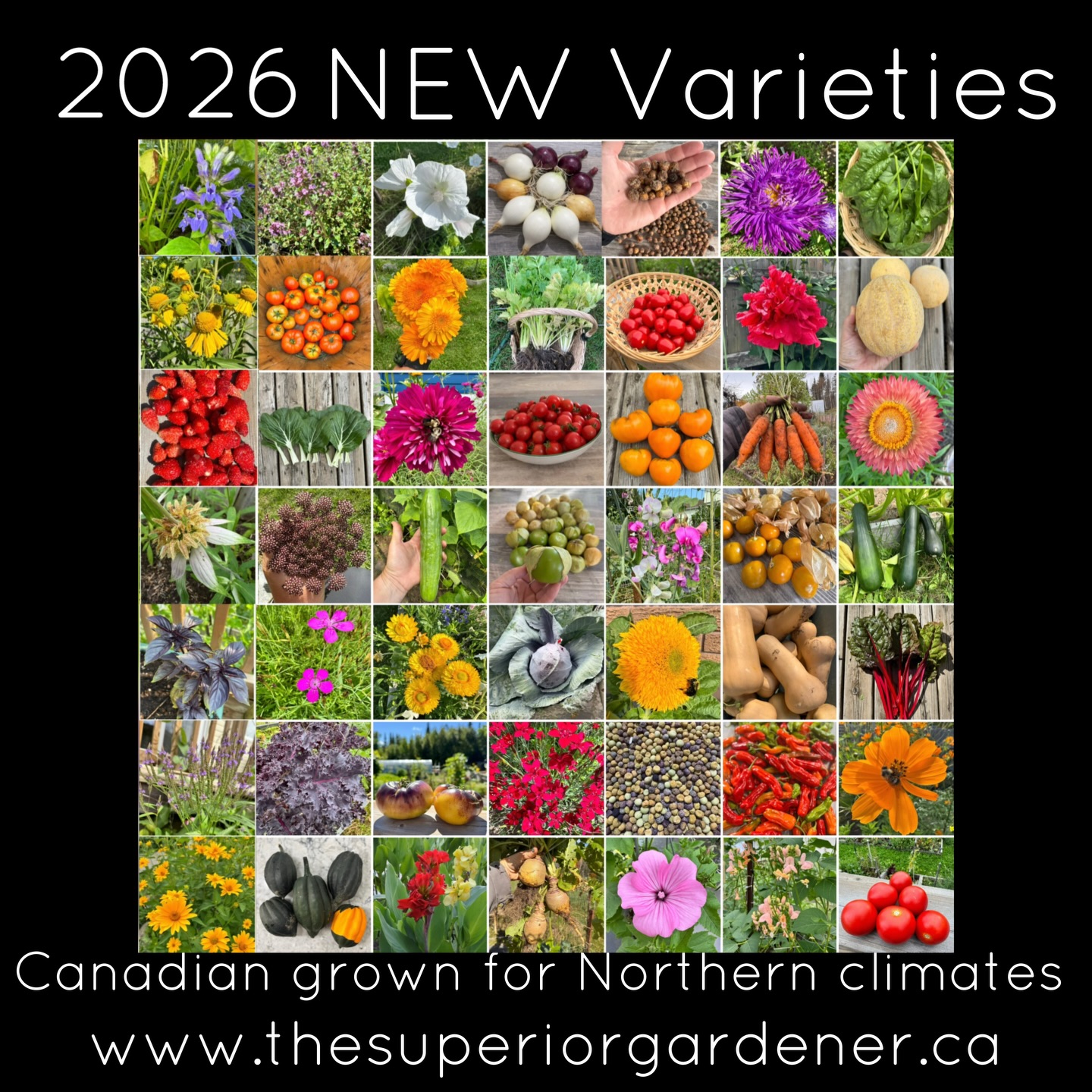 The Superior Gardener Facebook ad: The Superior Seed Shop