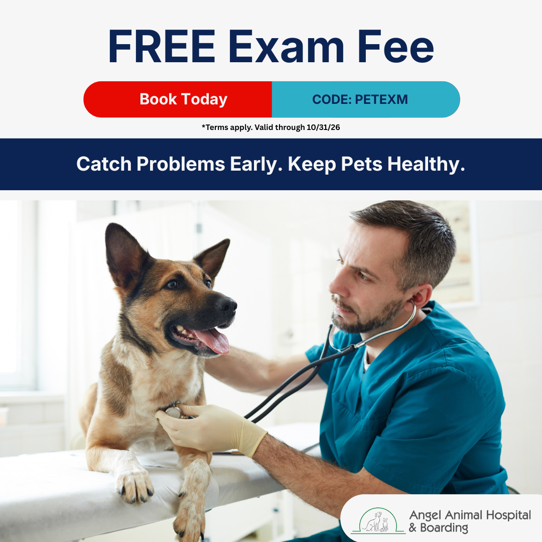 Angel Animal Hospital & Boarding Facebook ad: It's Been A While. Let's Check In.