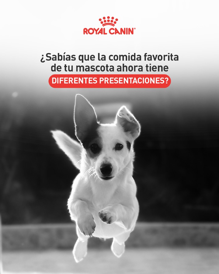 Royal Canin Perú Facebook ad: ¿Sabías que la comida favorita de tu mascota…
