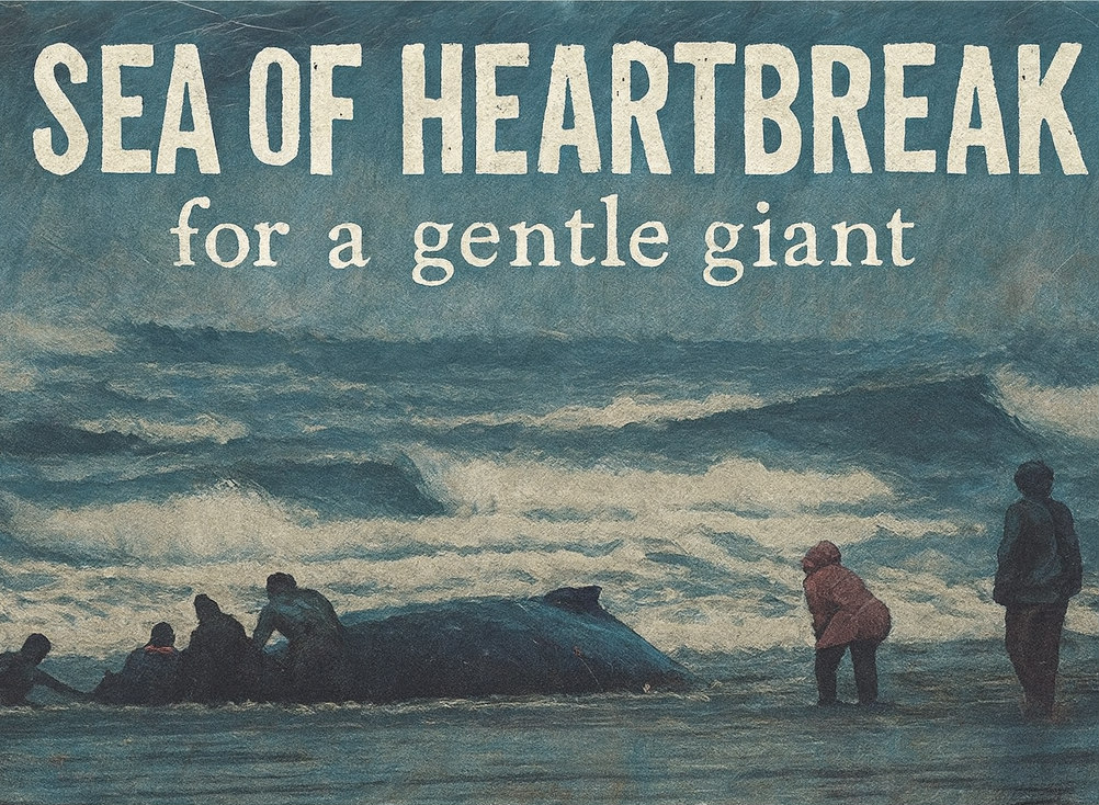 Chi Belden Facebook ad: A Sea of Heartbreak for a Gentle Giant