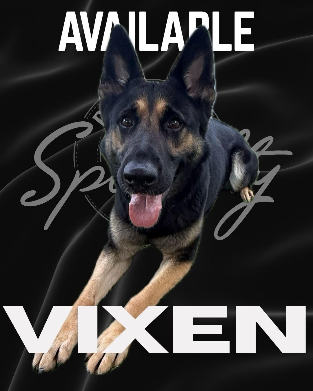 Specialty Dog Training Facebook ad: Meet Vixen.