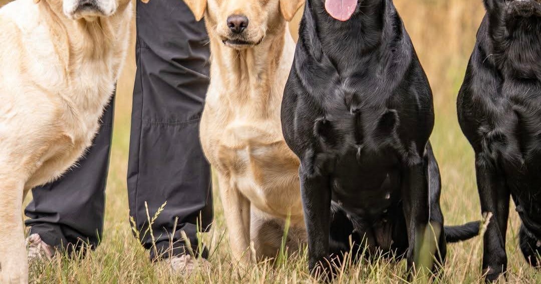 Jackie's Dog Walking & Training Facebook ad: Dog Walking, engaging walks.