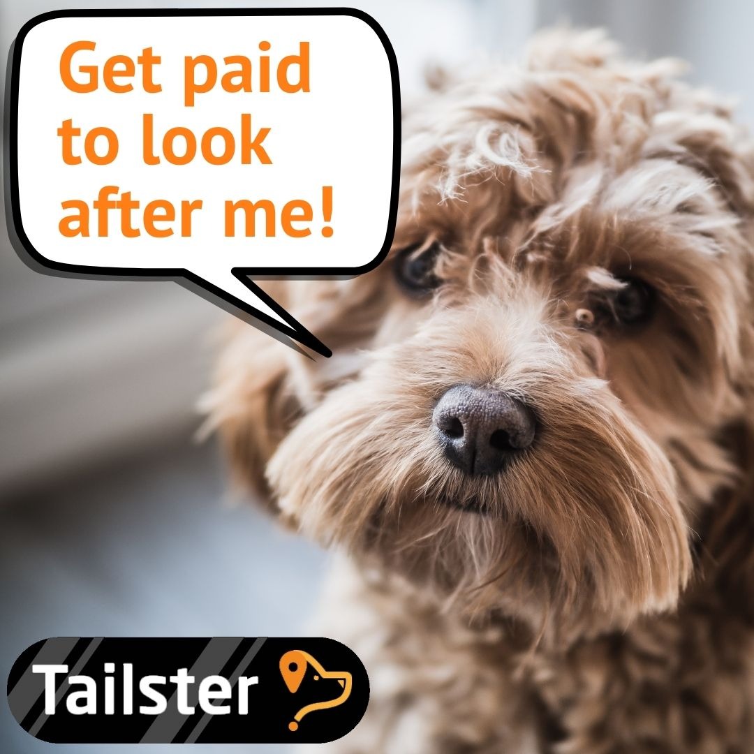 Tailster Facebook ad