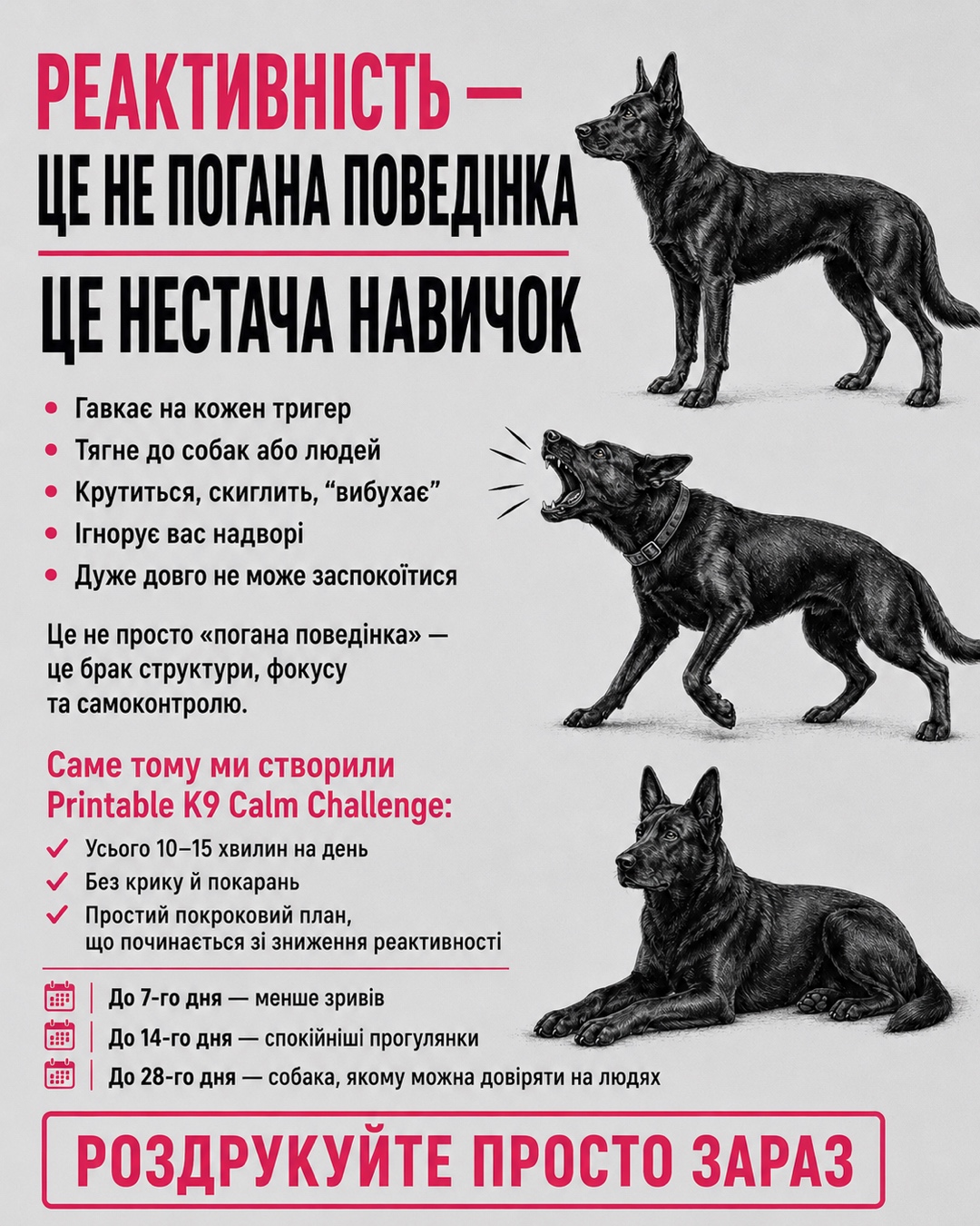 Reactive Dogs Club Facebook ad