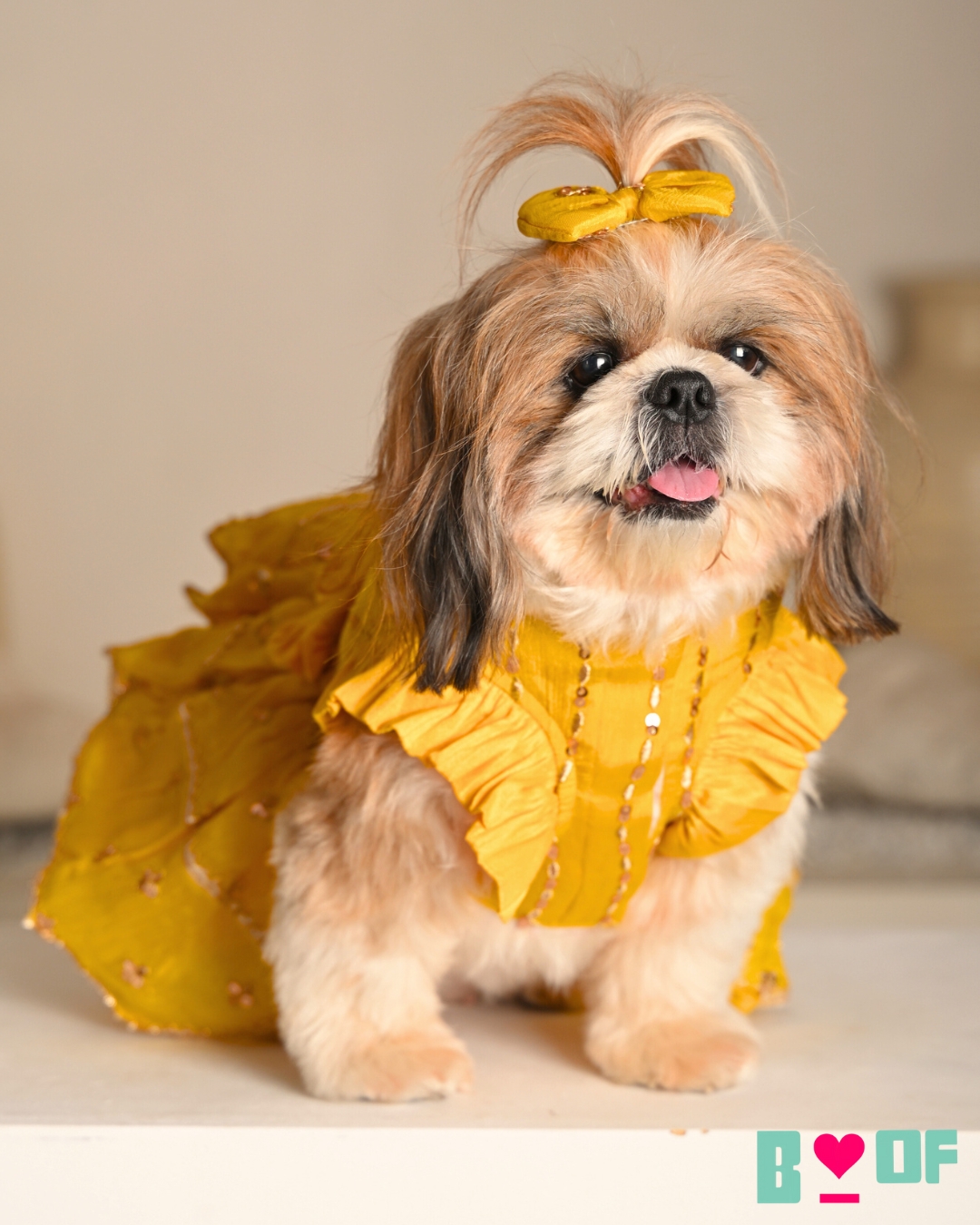 Boofbybella Facebook ad: Because festivals feels brighter when your fur baby…