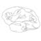 Glioblastoma Research Organization