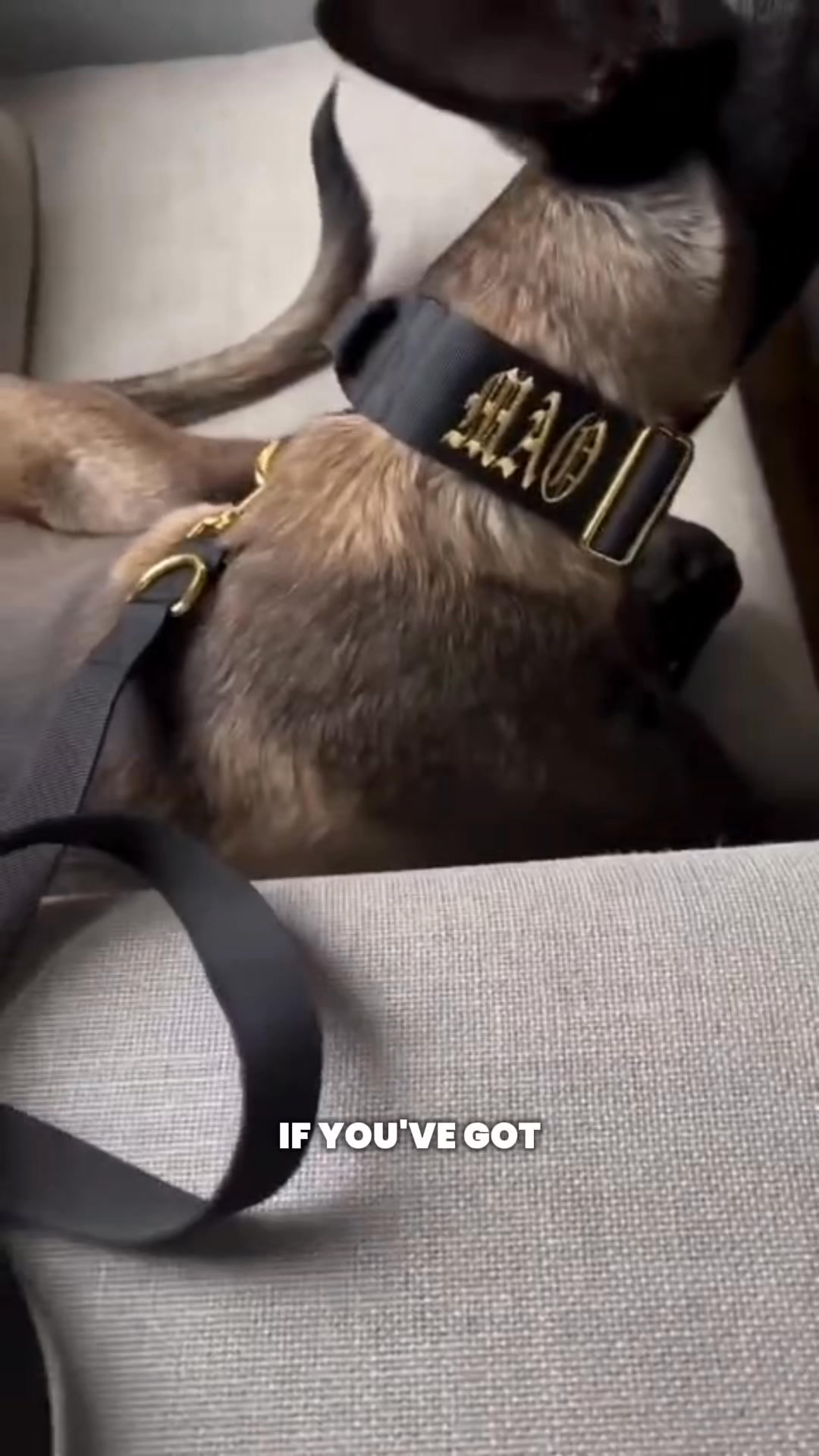 REGAL DOG Facebook ad: Get your dog looking Regal in no time