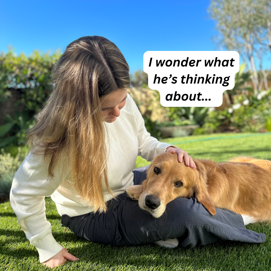 Rounds Of A Paws Facebook ad