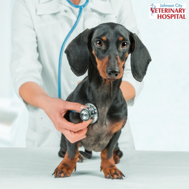 Johnson City Veterinary Hospital Facebook ad