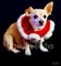 Bowlin Bobs Pet Photography-LLC