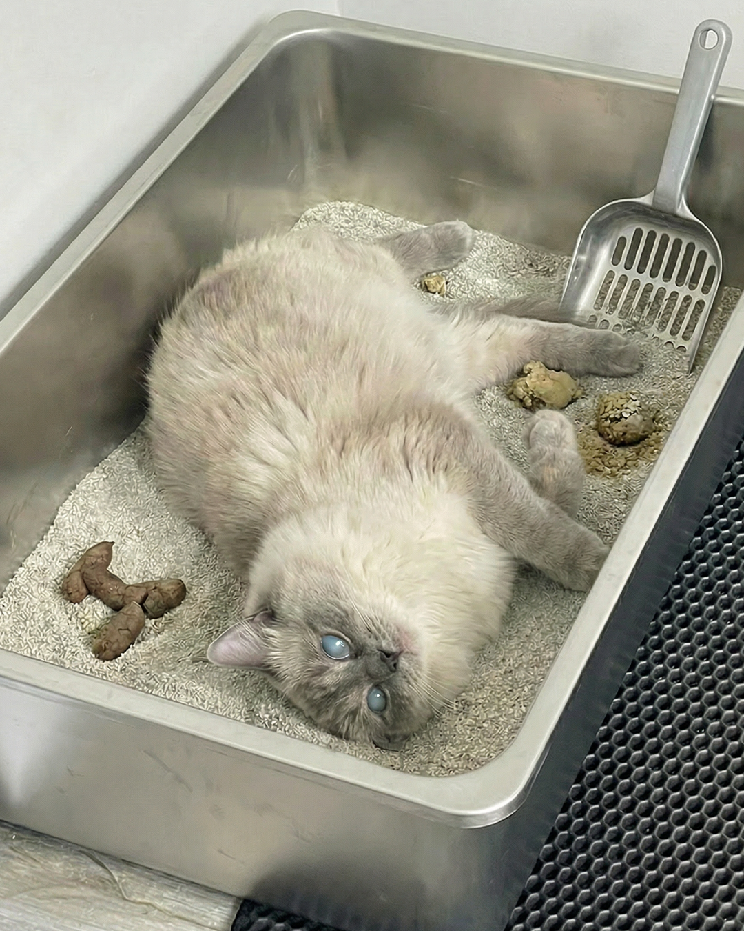 North Valley Animal Rescue Facebook ad