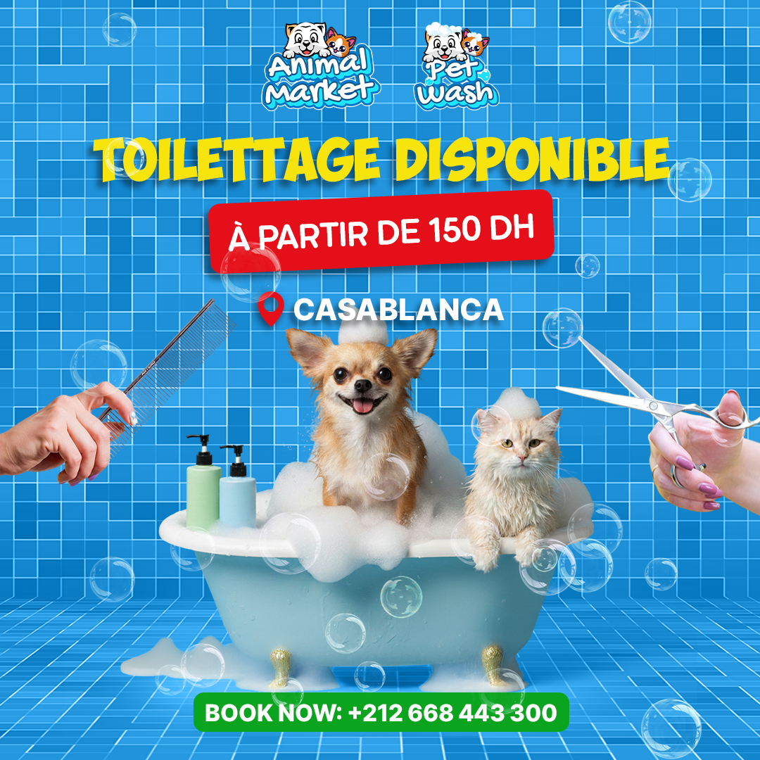 Animal Market Facebook ad: Réserver dès maintenant