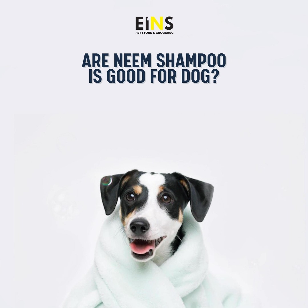 Eins Pet Supplies Facebook ad: What kind of shampoo is good for our…