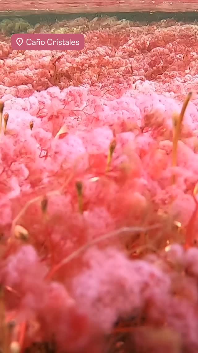 Awake.travel Facebook ad: Descubre Caño Cristales desde una perspectiva diferente.