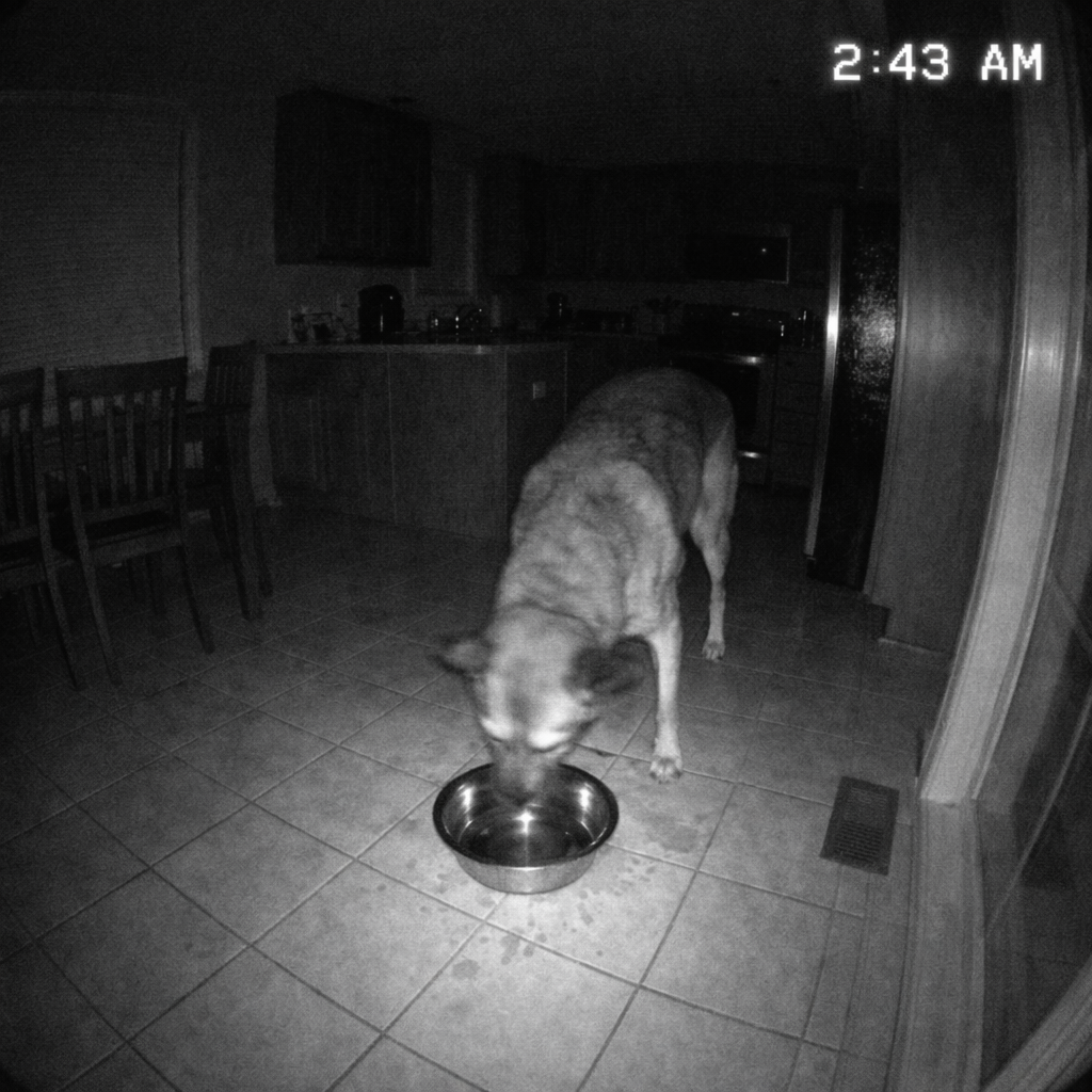 Healthy Dogs Insider Facebook ad: Please STOP thinking fresh water every day is…