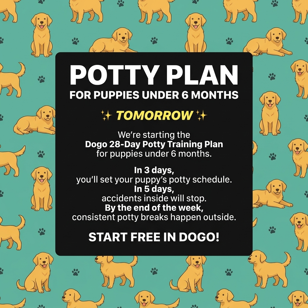 Dogo Facebook ad