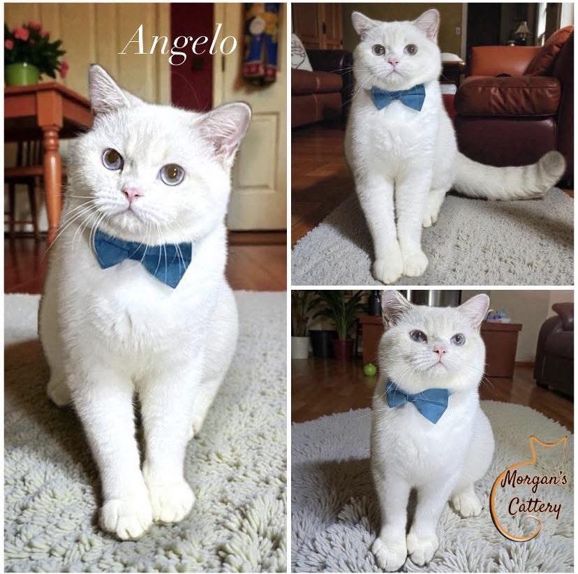 Morgan's Cattery Facebook ad: PRE-YOUNG ADULTS SEEKING FOR LOVING HOMES!