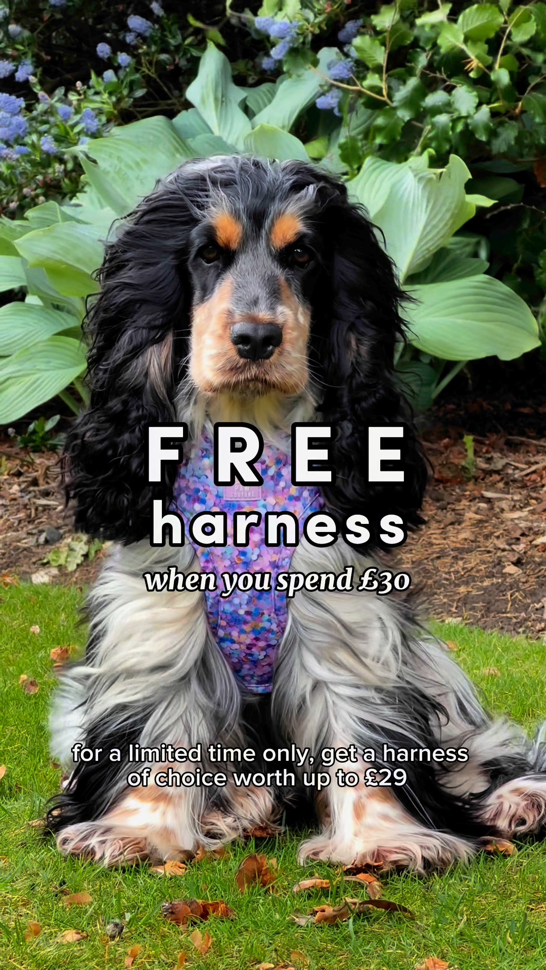 Paw Couture Facebook ad: Luxury Dog Accessories at Affordable Prices