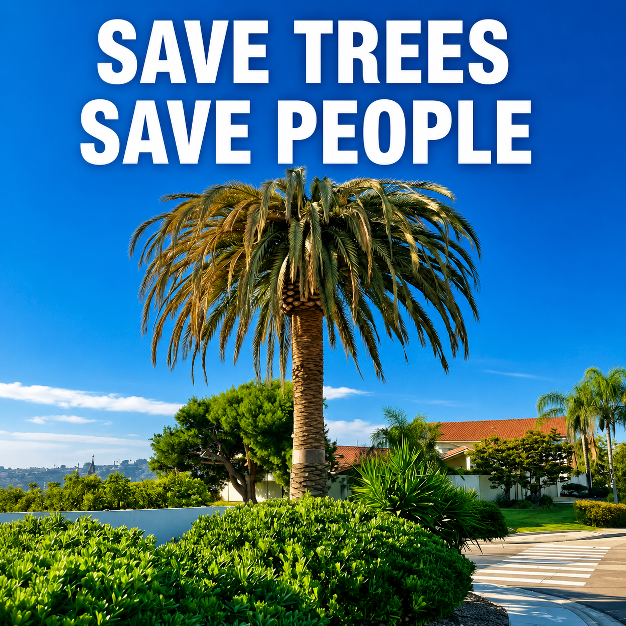 SD Soil and Soul Facebook ad: Protect Your Canary Island Date Palm for Up to 2 Years