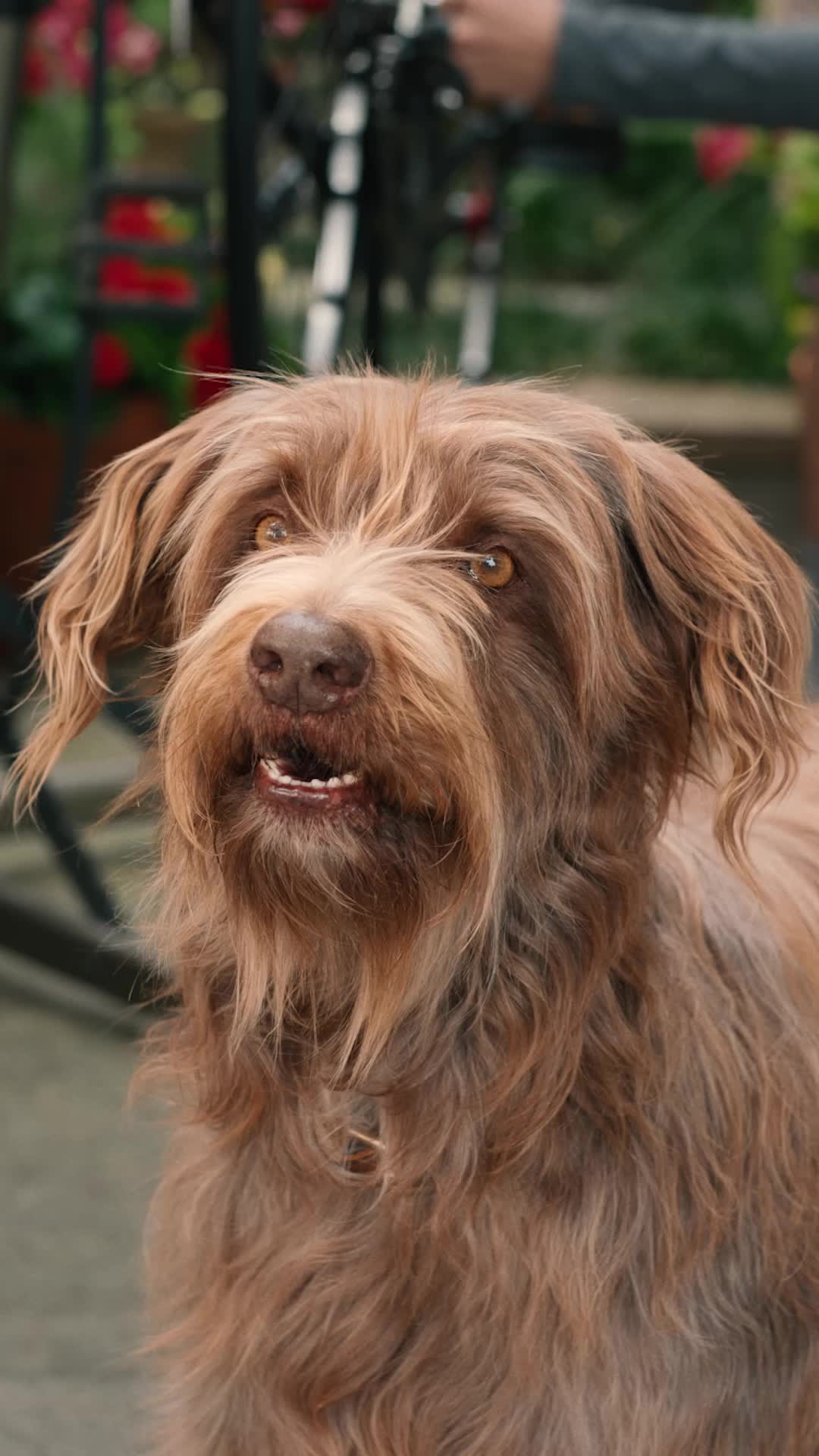 Pedigree France Facebook ad: Les chiens ont une bouche qui fait la gueule