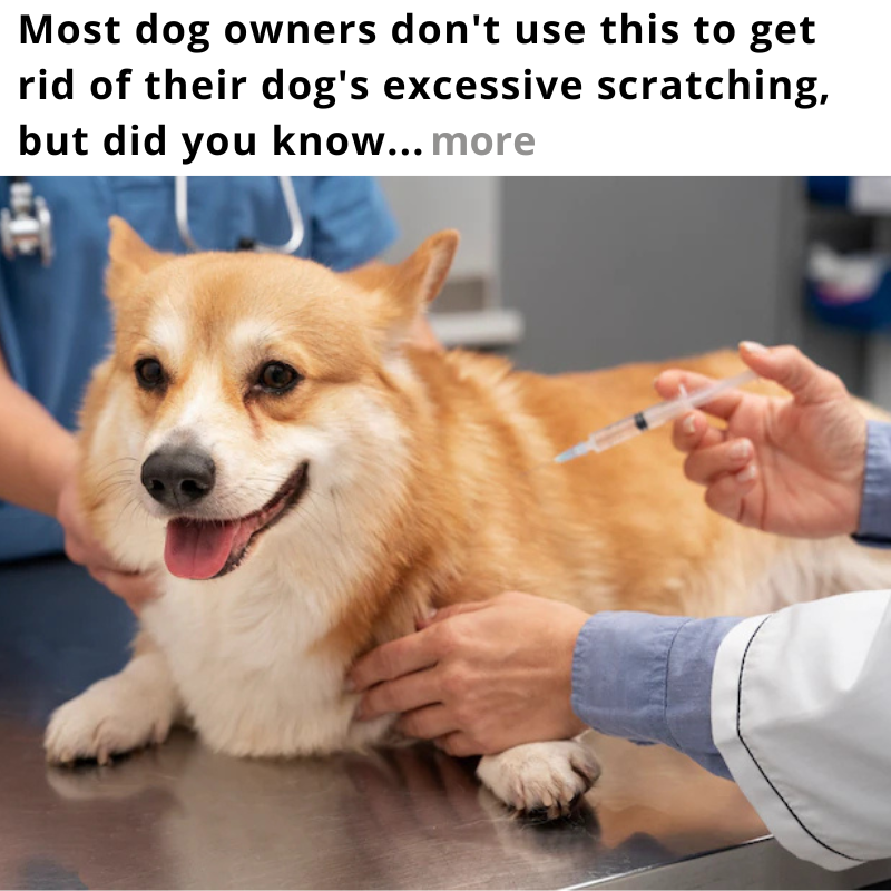 The Healthy Pet Parent Facebook ad