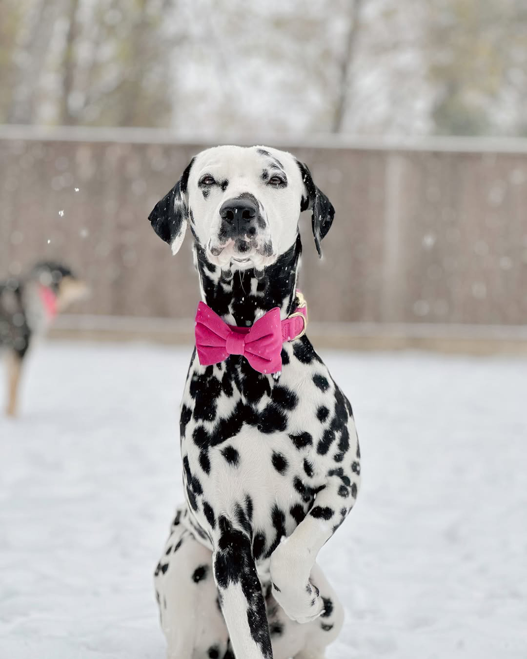 The Foggy Dog Facebook ad