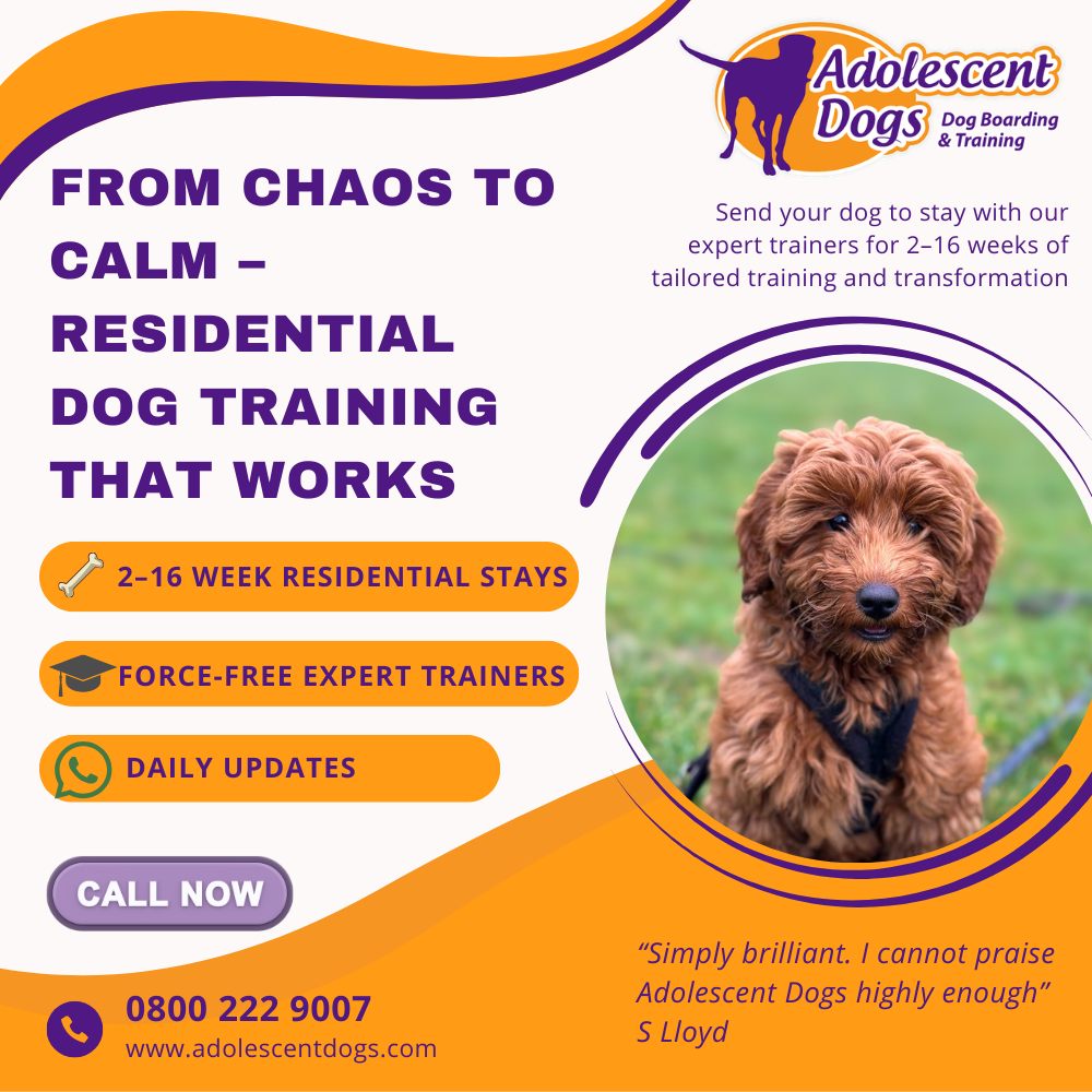 Adolescent Dogs - Award Winning Dog Training Facebook ad: Struggling with pulling on the lead, barking, jumping…