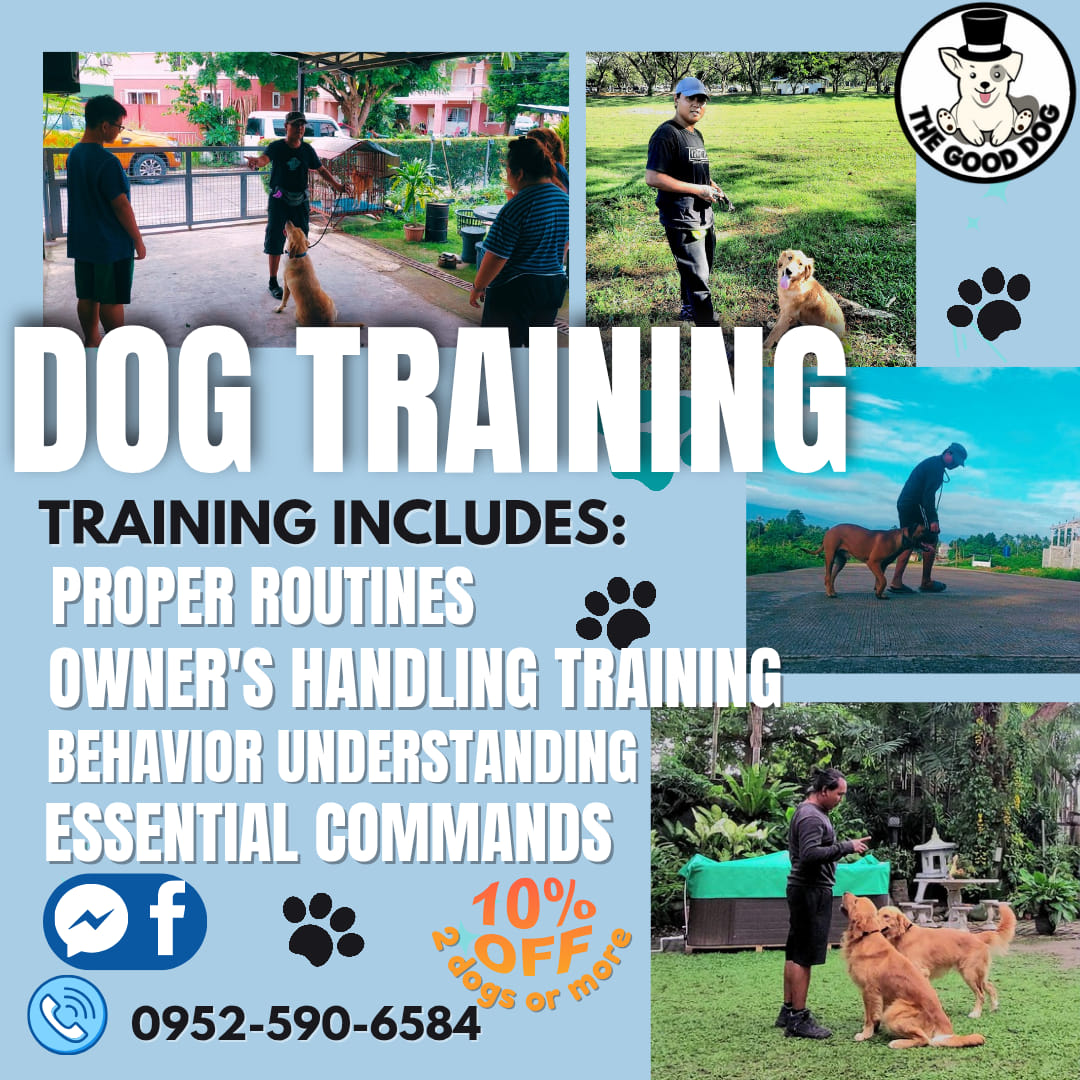 The Good Dog Facebook ad: TRAINING INCLUDES