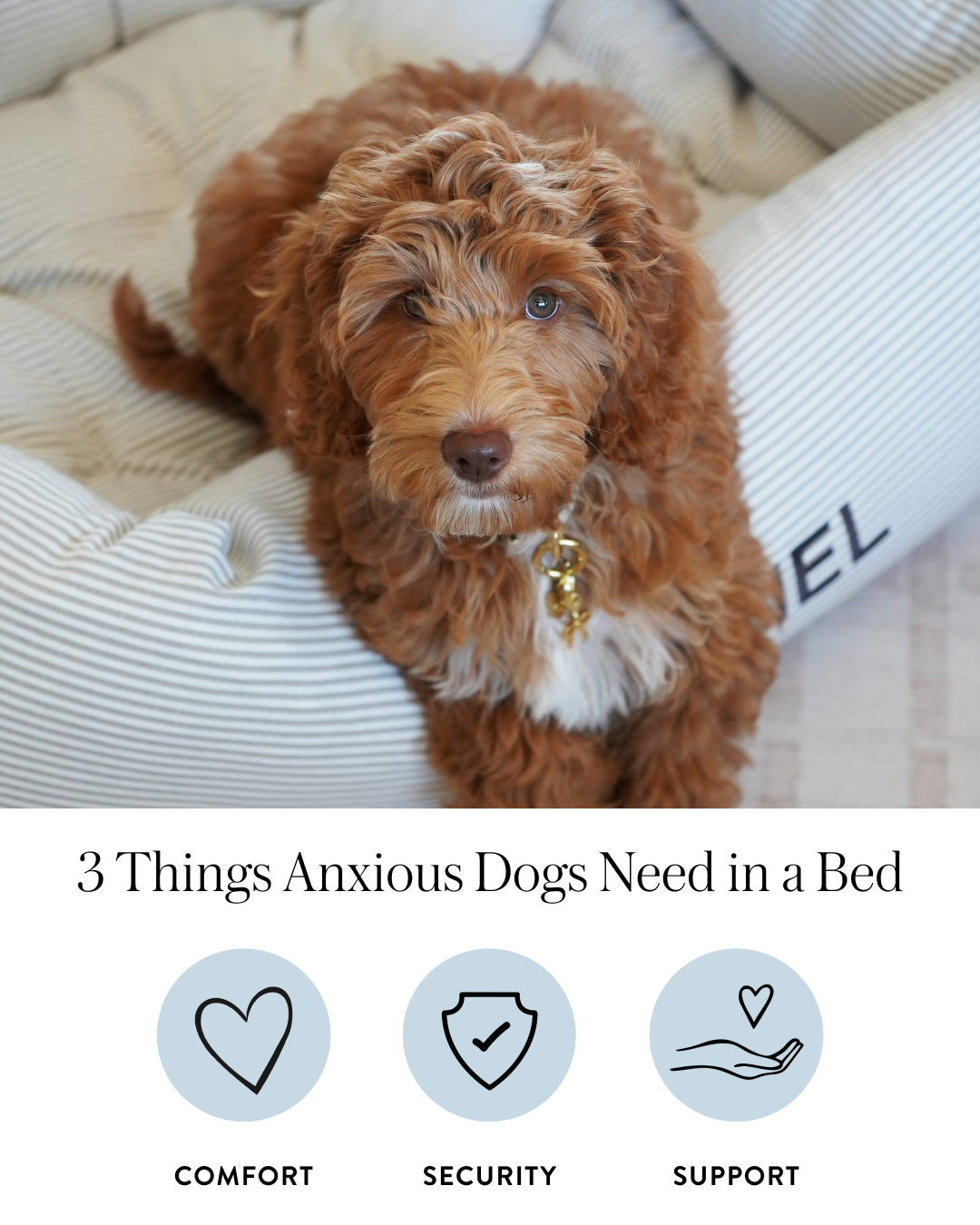 The Foggy Dog Facebook ad