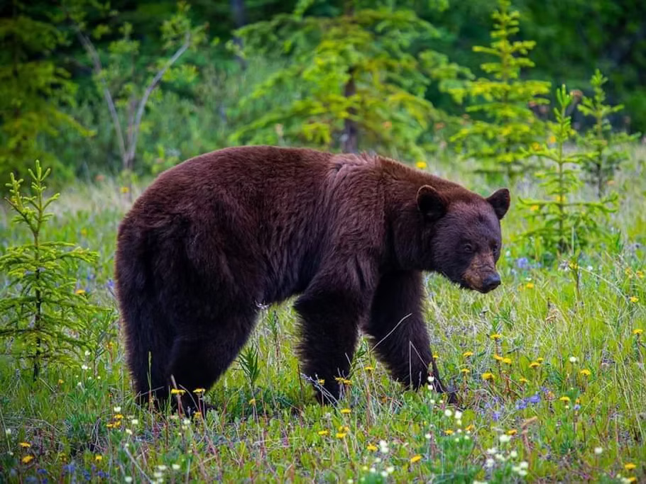 Buy Canadian Outfitters Facebook ad: Accessible BC Hunting Territory Certificate For Sale