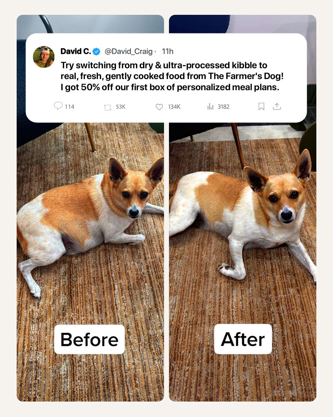 Dog Wellness Dispatch Facebook ad