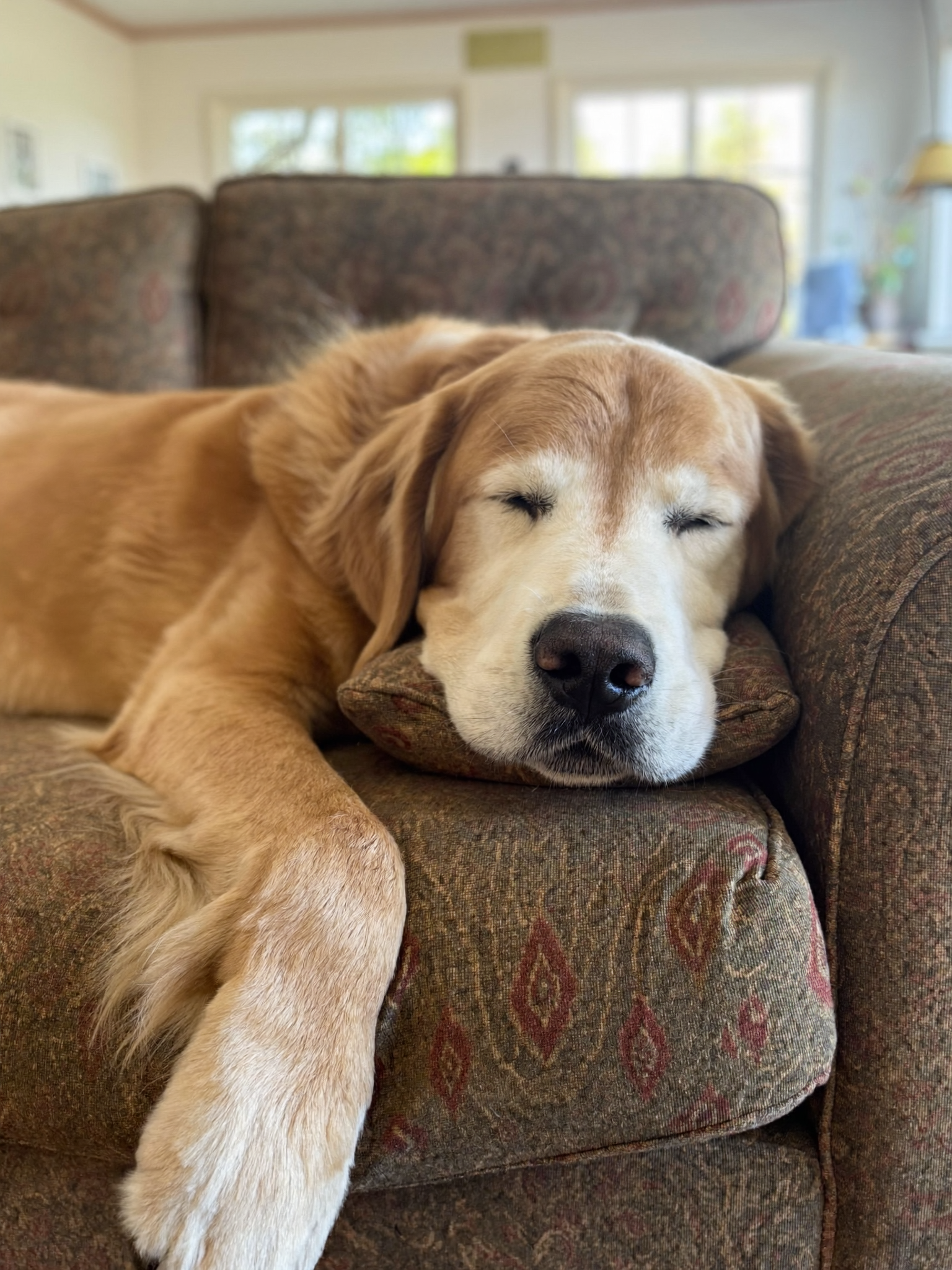 Wooffy Facebook ad: Read This If Your Dog Has Bad Breath