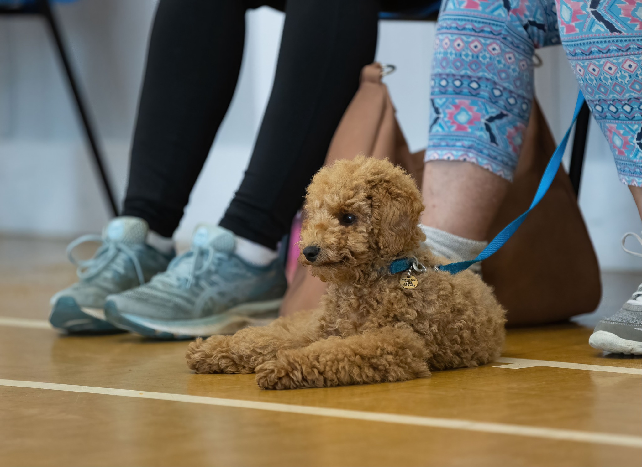 Perfect Puppies Facebook ad: Puppy Training Classes - Tetbury - TUE 17 MAR 4.00pm