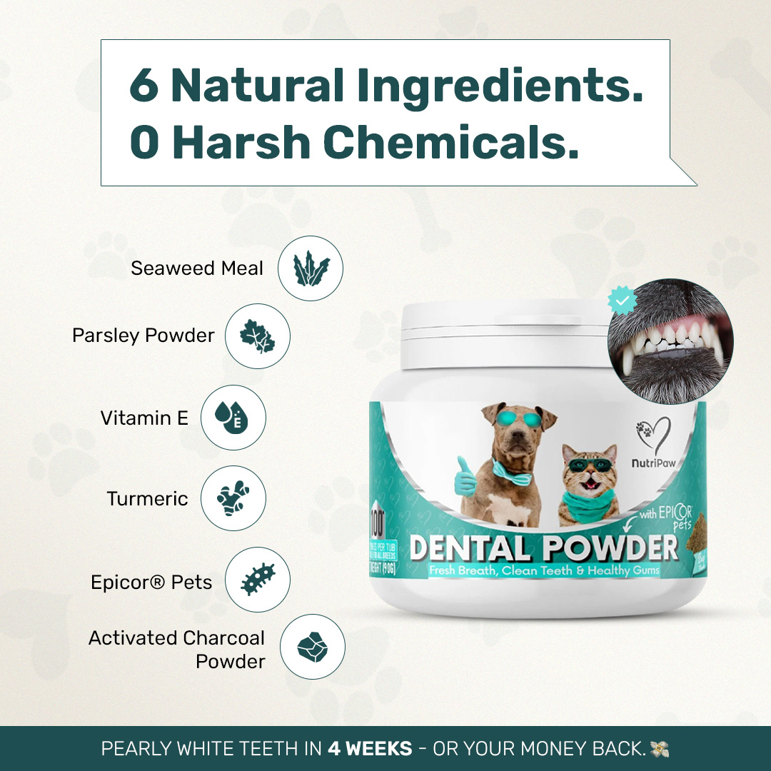 Healthy Dog 24/7 Facebook ad