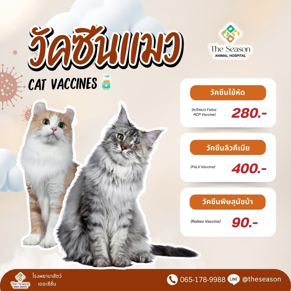 โรงพยาบาลสัตว์ เดอะซีซั่น - The Season Animal Hospital Facebook ad