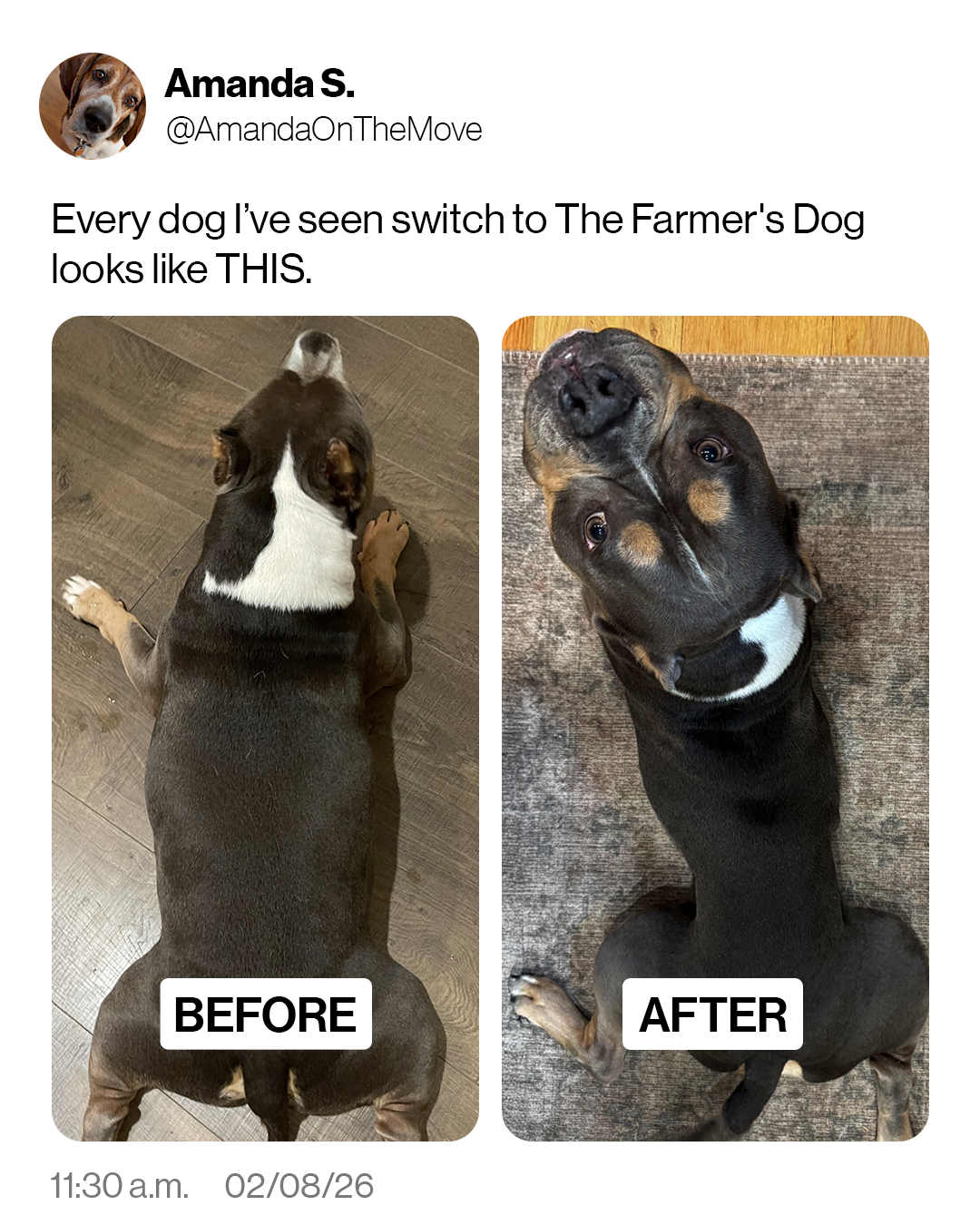 Dog Wellness Dispatch Facebook ad