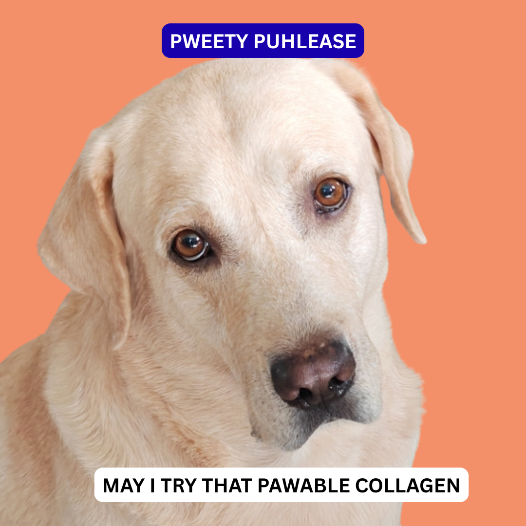 Pawable Facebook ad