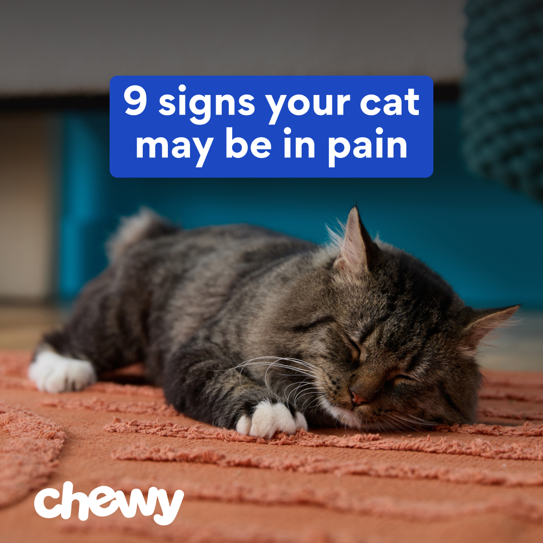 Chewy Facebook ad