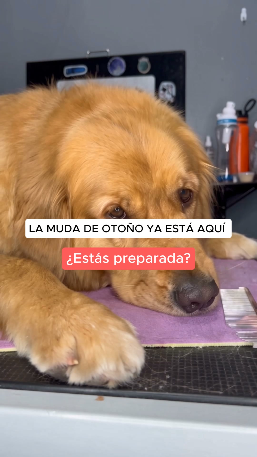 Softpet Facebook ad: Gánale la batalla al pelo de tu mascota.